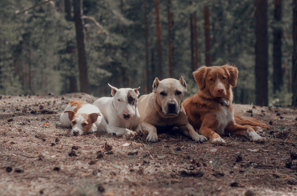 Să nu ne comparăm cu ceilalți
