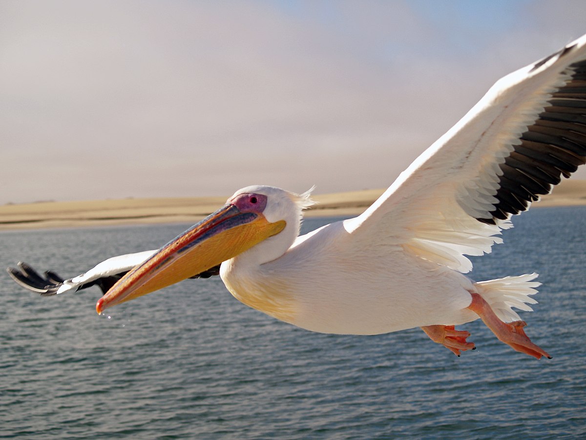 Pelicanul alb - pasărea națională