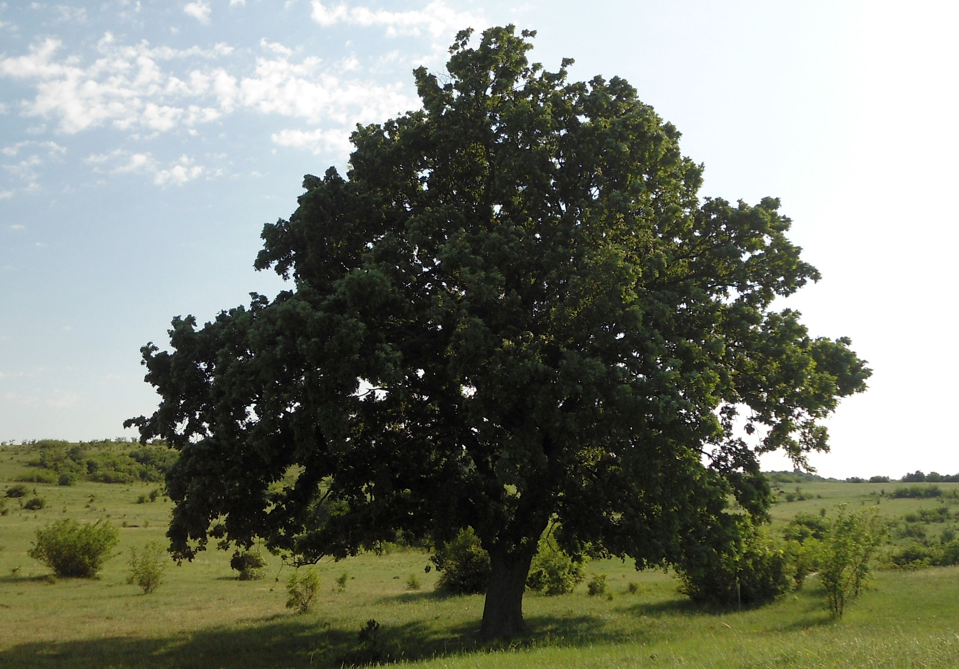 Stejarul - copacul național al României