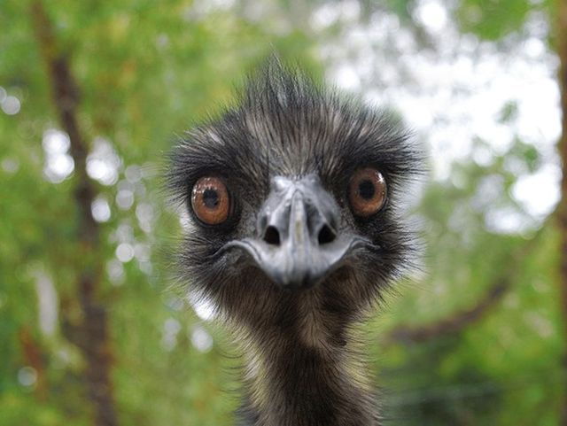 Emu Haios Adorabile Cele Mai Nostime Animale In Imagini Haioase