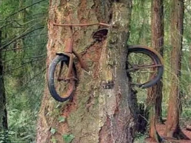 Bicicleta in copac