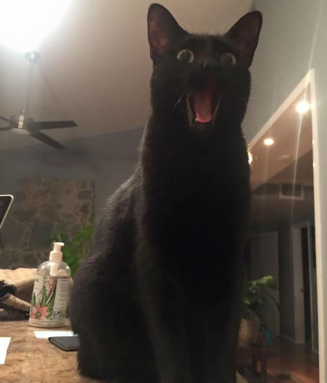 Animale simpatice in ipostaze trasnite