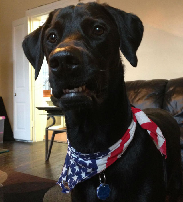 Animale simpatice in ipostaze trasnite