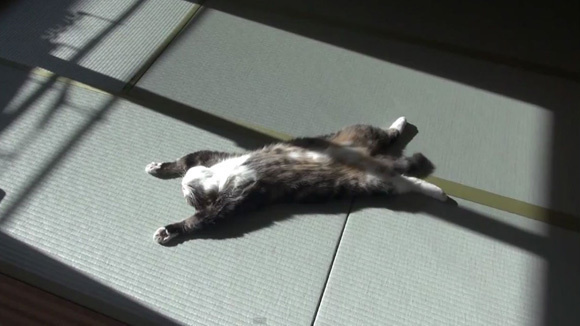 Animale simpatice in ipostaze trasnite