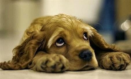 Animale simpatice in ipostaze trasnite