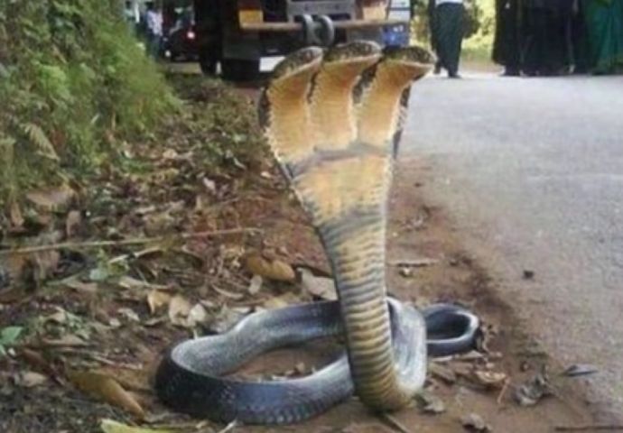 Sarpe cu trei capete