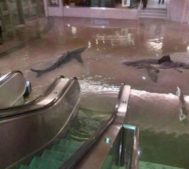 Din nou rechini...la metrou