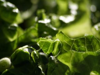 Pastrarea frunzelor in pungi de plastic