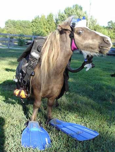 Poze care nu mai au nevoie de niciun comentariu