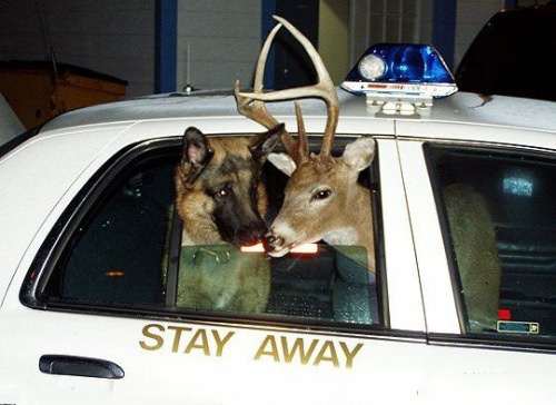 Poze care nu mai au nevoie de niciun comentariu