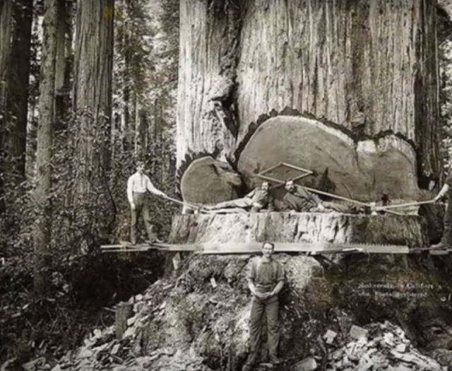 Taietori de lemne, Redwoods, California