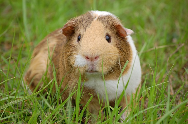 Porcusor de guineea