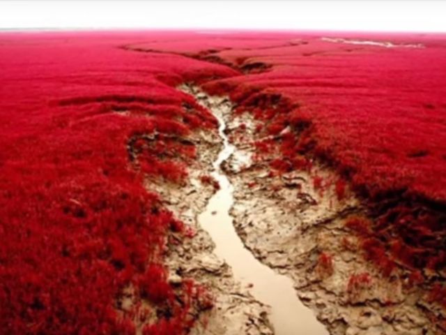 Plaja rosie, Panjin, China