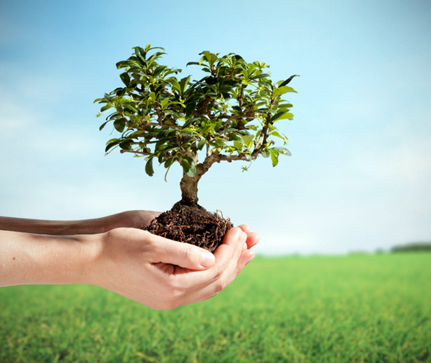 5. Sa plantezi un copac