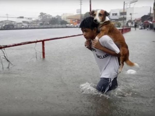 "Compasiunea fata de animale e intim legata de bunatatea caracterului" (Arthur Schopenhauer)