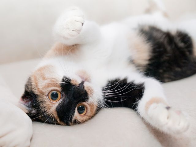 Intarirea sistemului imunitar