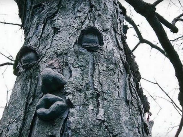 Cel mai "haios" copac