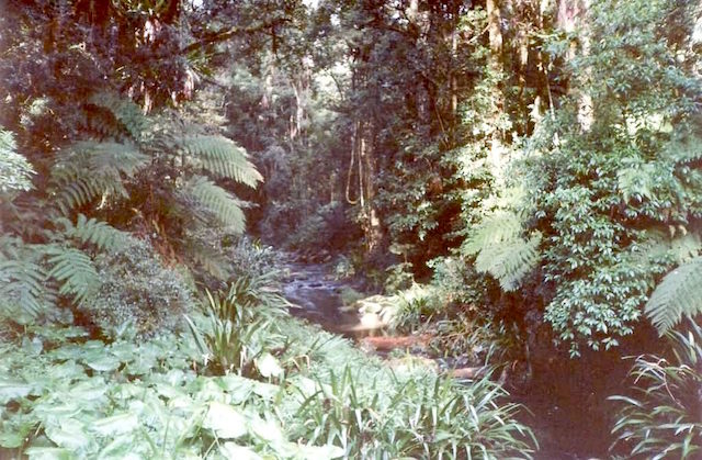1. Padurea tropicala antica Gondawana, Australia