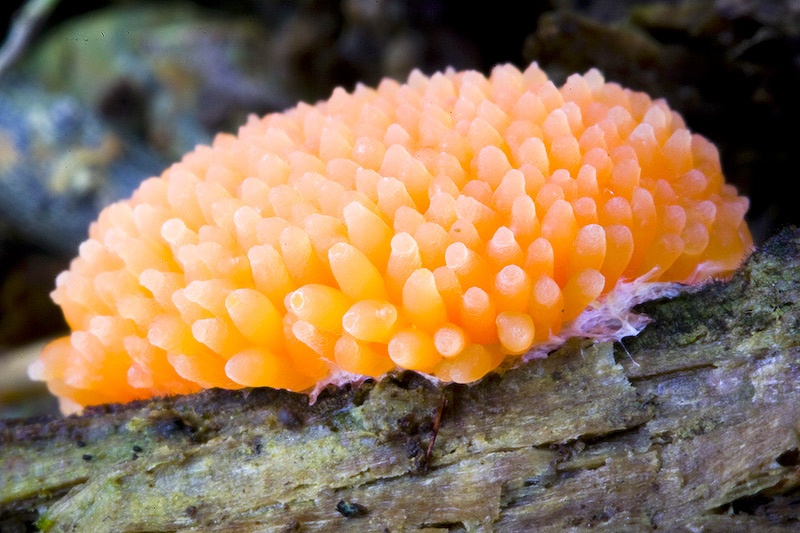 3. Mixomicetele au 13 sexe