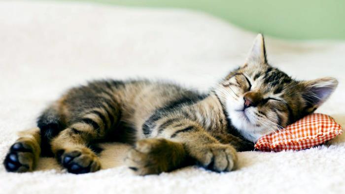 10. Pisicile dorm aproximativ 2/3 din viata. Asta inseamna ca o pisica in varsta de 9 ani a fost treaza vreo 3 ani.