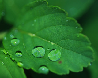 Ritualul spalarii cu roua