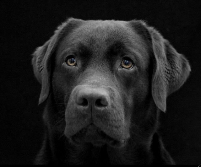 Tristetea zboara de la noi pe aripile timpului. (Jean de La Fontaine)