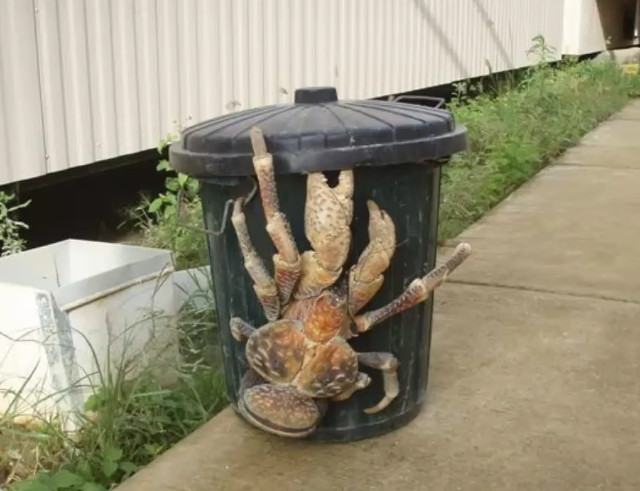 Astfel de crabi enormi sunt destul de des intalniti in zonele tropicale