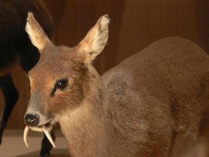 1. Bambi Vampir (AKA Caprioara de apa chinezeasca) - vanatoarea ar fi mult mai infricosatoare cu astfel de caprioare