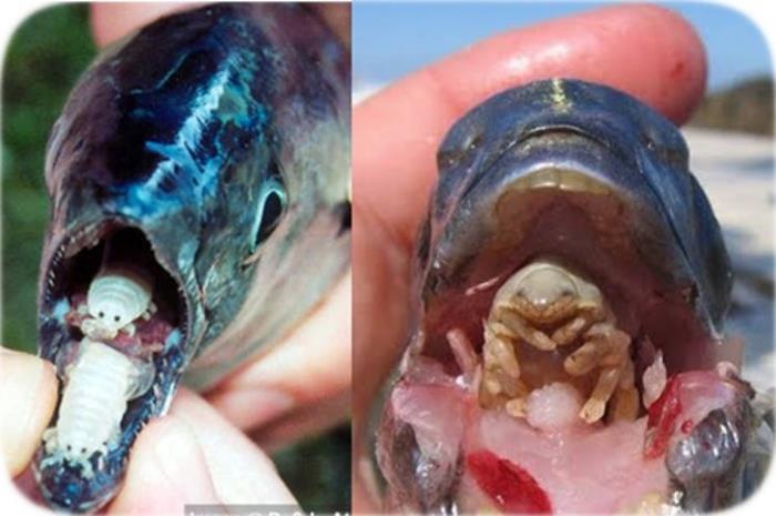 3. Isopod parazit - se ataseaza de limba unui peste si apoi o mananca incet... WOW!