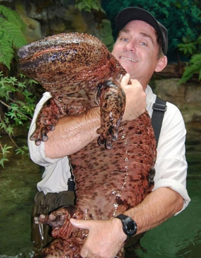 4. Salamandra uriasa - animalul de companie perfect