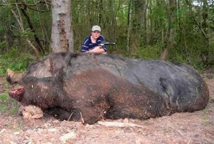 9. Mistret urias - ce vedeti mai jos este un mistret de peste o tona care a fost ucis de un copil de 11 ani. Familia lui a mancat sunculita ani intregi probabil