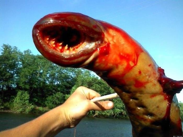 13. Lamprey uriasa de mare - se hraneste cu carnea altor pesti si arata superb...