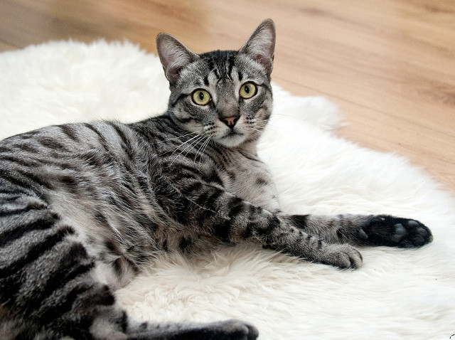 Privire patrunzatoare