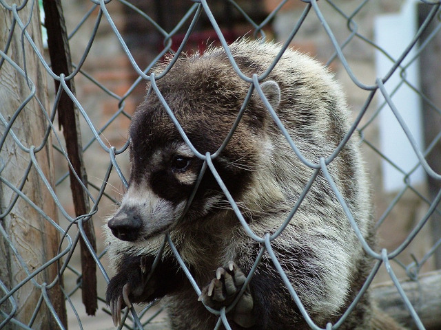 Imaginile tristetii: animale tinute in captivitate