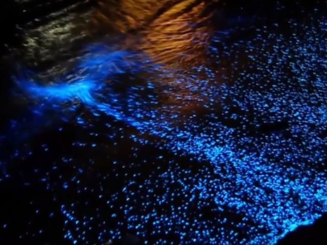 Marile bioluminiscente