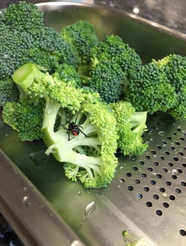 Broccoli cu garnitura de paianjen veninos