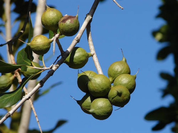 10. Nucile de Macadamia