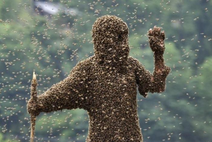 6. Albinele africane ucigase ataca in grupuri de 800.000 si isi urmaresc victimile km intregi
