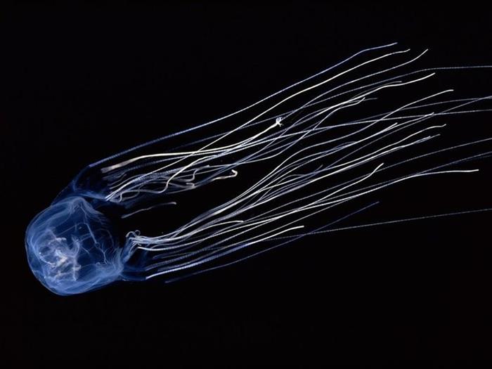 9. Meduza Cutie poate nu arata infricosator, insa e cel mai veninos animal de pe planeta