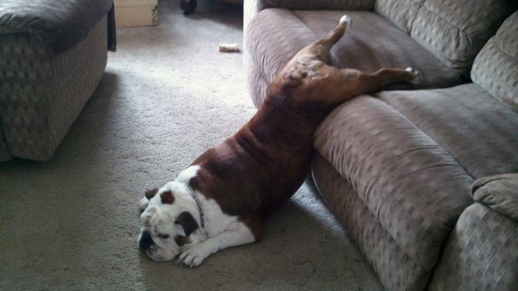 8. Din cauza problemelor de imperechere, de obicei au multe probleme de sanatate, cum ar fi cu respiratia, la plamani sau la incheieturi