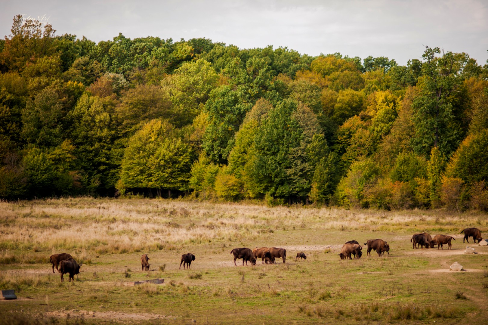 10. Zimbraria Neagra
