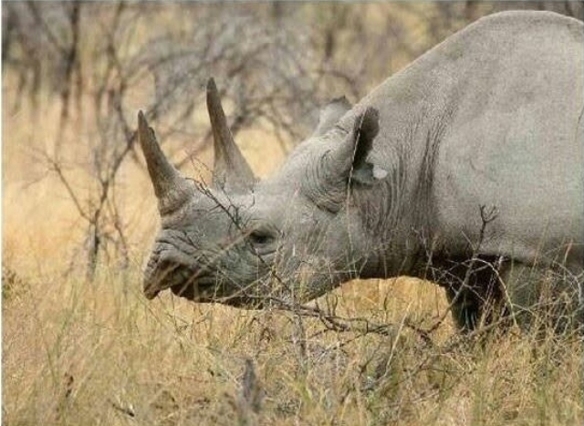 11. Cornul de rinocer - 110 dolari/gram