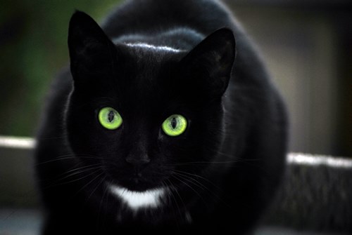 8. Pisica neagra