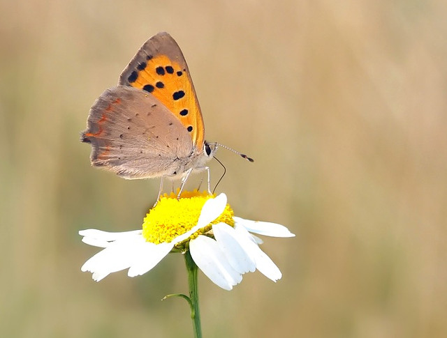 Fluturii gusta cu picioarele