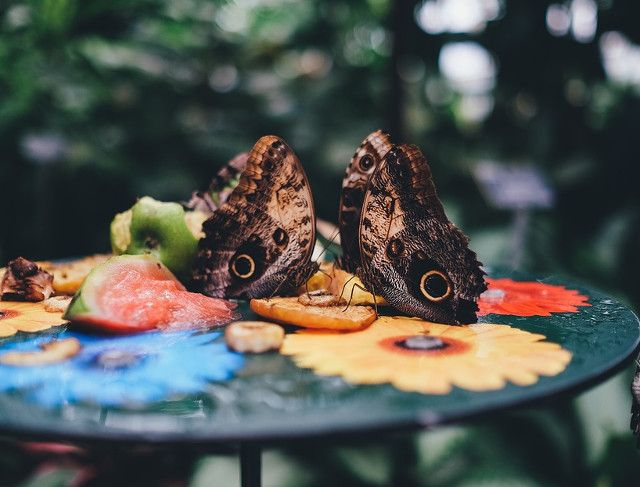 Fluturii se folosesc de tot felul de trucuri pentru a evita sa fie capturati