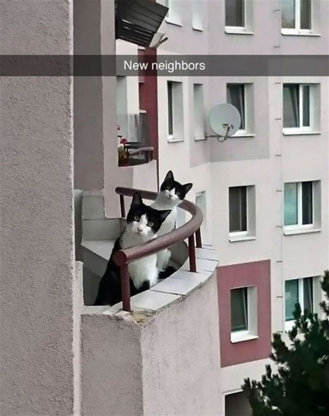 Poze amuzante cu pisici