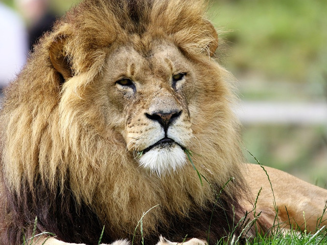 In topul celor mai mari feline