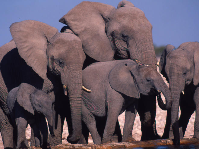 9. Nimeni nu a reusit vreodata sa imblanzeasca un elefant african