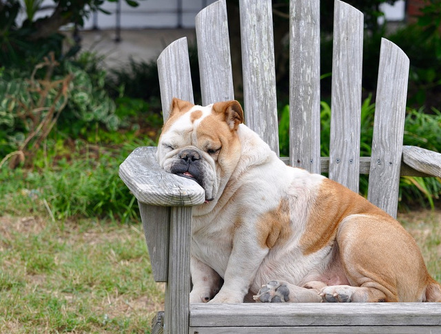 Atunci cand esti animalul tau de companie se simte obosit, poate adormi oriunde