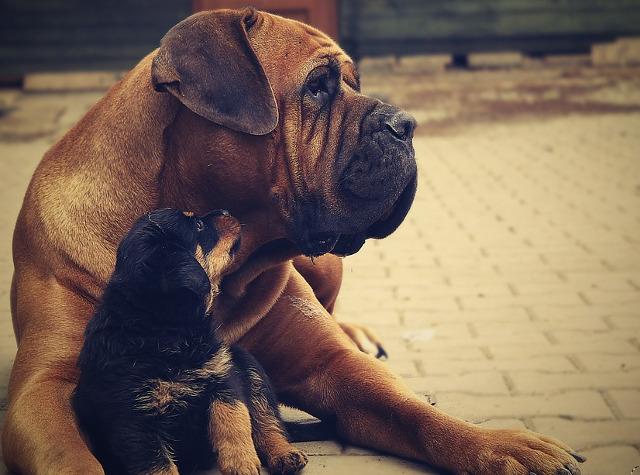 Asa parinte, asa pui